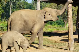 明朝锦衣卫还要养大象？并不全为以壮观瞻，还为戍边图片