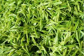 安吉白茶？是绿茶！图片