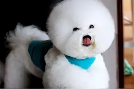 自家比熊狗狗的毛养着养着就变黄了，挺注意卫生的啊图片
