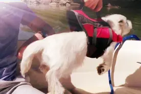 我已经彻底分不清，自己是在飞翔，还是在傲游了