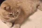 猫与鱼之间的旷世之战！管你鱼多大无论大小喵，上！图片