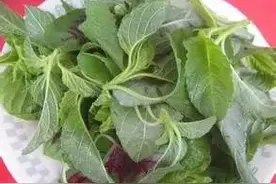 苋菜的营养价值和功效图片