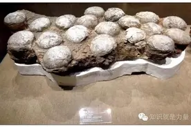恐龙蛋巢造型为什么那么“奇葩”？图片