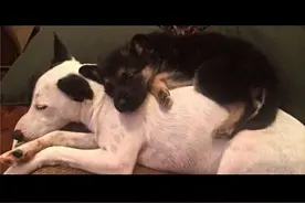 小黑犬一直睡白狗背上，就连长大后...图片