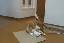 猫出现这个动作的时候，其实是在细细品味这种味道！图片