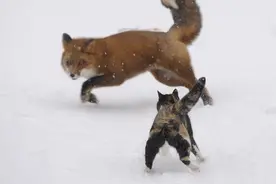 勇气可嘉，家猫大战野狐狸！图片