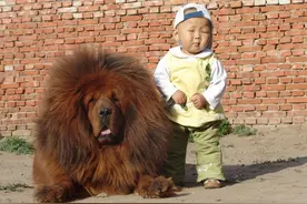 被神话的狗：大狮子头藏獒，其实根本不值百万！图片