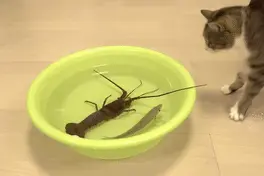 喵星人轮番上阵，勇斗龙虾，最后的“战果”令人哭笑不得！图片