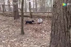一只猪獾后院偷吃庄稼，结果被这只狗狗逮住了视频封面