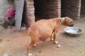 狗狗莫名其妙的肚子变大的原因和处理方法图片