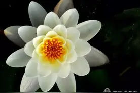 金沙植物园二期睡莲——水中睡美人图片
