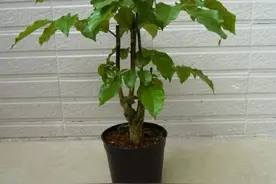 绿宝怎么养，黄叶和虫子怎么解决？图片