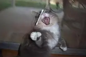 谁说猫是高冷范？一根棉签就能让它现出原形！图片
