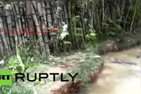 秘鲁无耻男子残忍将猫扔进鳄鱼池，猫咪险境求生失败命丧鳄鱼口图片