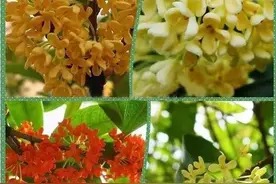 桂花的种类那么多，哪个最好看呢？图片