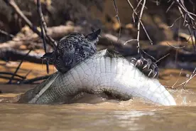 猫天生就要抓鱼，只是这猫是豹，这鱼是鳄图片