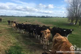 开着飞机去牧羊-国外年轻飞行员的成长故事图片