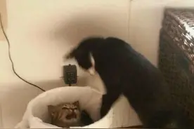 两只猫有特别的打架方式，那就是把对方扔进家里垃圾桶然后对骂图片
