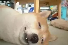 记住：我很忙不是“I'm very busy ”图片