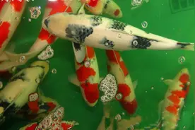 为什么就你家锦鲤不吃食！想过原因吗？图片