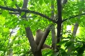 五莲山一游客手机被小猴子抢走 看小猴子如何自拍图片