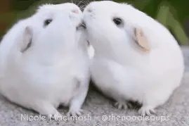 天竺鼠抢食物失败惊呆，无辜表情我仿佛看到了眼泪图片