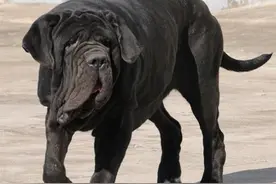 意大利黑手党的独家护卫犬：纽波利顿犬图片