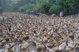 鸭子，它“玩”蛋了。图片