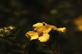 李青《梦中想着你》，一直都在寻找你图片