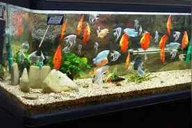 水族箱漏水怎么办 水族箱漏水解决方法图片