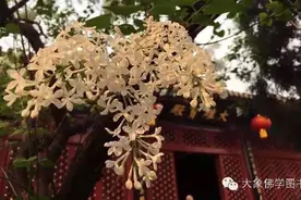 戒律太多难持守｜咱不受戒行不行？图片