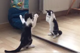 吓！这家伙谁啊？小猫第1次照镜子变拳击手狂挥掌！图片