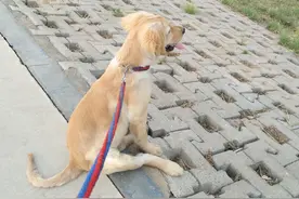 狗狗的坐姿让人拍案叫绝！图片