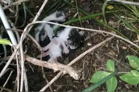 捡到3只垂死的小奶猫，他们没有放弃救援，一年后...图片