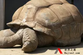 世界上最大的乌龟 腿粗似象脚却濒临灭绝图片