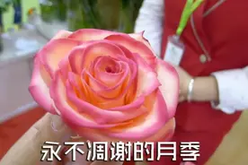 给女朋友送什么花最能展示你的创意？图片