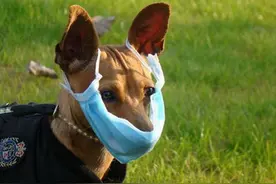 犬窝咳传染性极强！狗狗是不是经常干咳干呕？图片