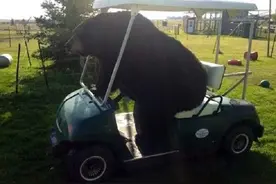 谁说熊很可怕？至少这些照片中的它们一点也不可怕图片