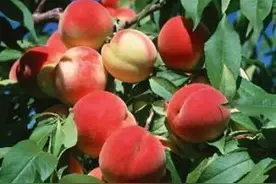 6、7月份，桃树更需打药，对病虫害进行防治图片