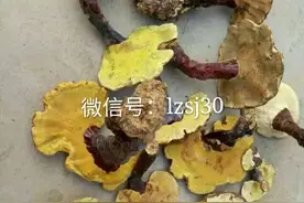 灵芝对糖尿病以及并发症的防治作用图片