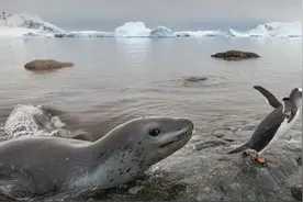 海豹如何在深海中生活图片