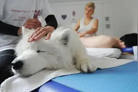 狗狗得软骨病的原因和治疗方法，有时候爱它等于害它！图片