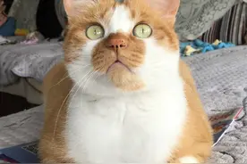据说猫咪今年流行这个发型，爱猫的看过来图片