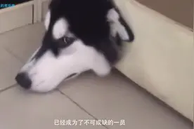 同样是狗狗，为什么农村土狗能找到回家的路？答案其实很简单视频封面