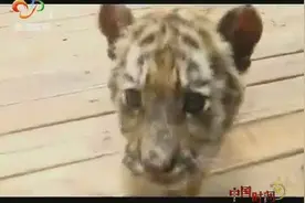 老虎饲养员亲身经历告诉你：吸老虎可没有想象中有趣视频封面