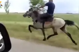 这匹马跑的方式非常奇特，却跑的非常快，还很平稳！