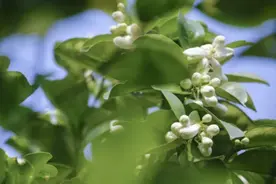 好清新！原来杭州有这么多天然自制香水图片