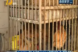 上海活禽交易逐步恢复 117家制定零售交易点开放视频封面