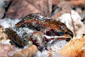 美国木蛙靠“憋尿”过冬 心不跳血不流也能存活图片