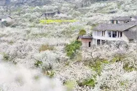 姓氏旦谈(9)｜李姓人必须要了解的常识：“李”字到底是啥意思？跟太白金星有啥渊源？图片